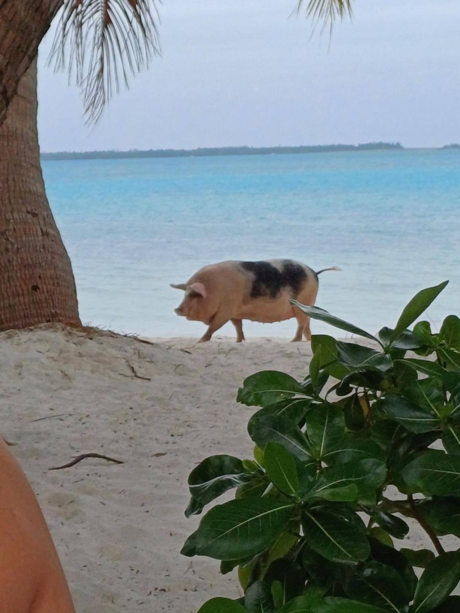 Poemanahere Island Camping A Maupiti Te-Fare-Arii Экстерьер фото